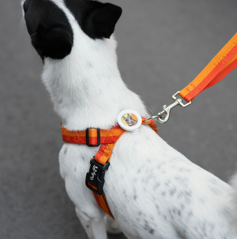 Bally's Pest Prevention Rescue Dog Easy Clip 1pc