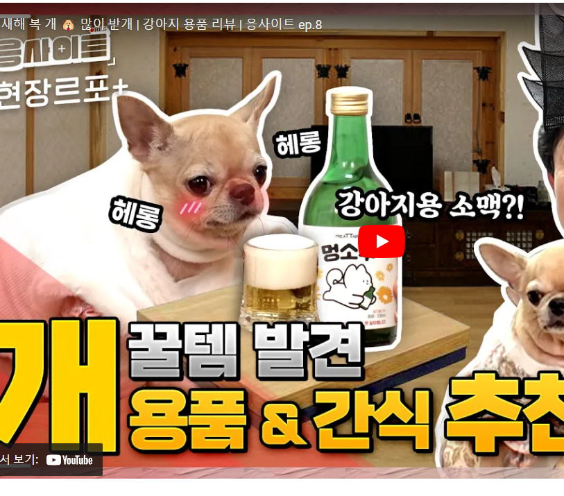 treat table dog wine   beer  soju
